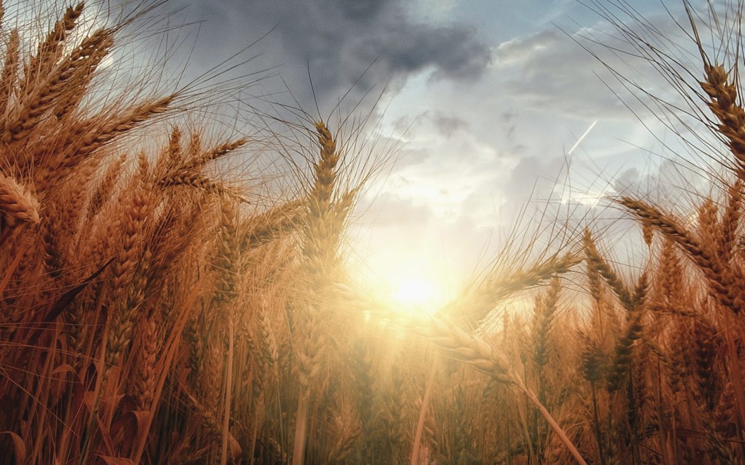 El Gobierno extiende la ayuda al gasóleo agrícola hasta diciembre