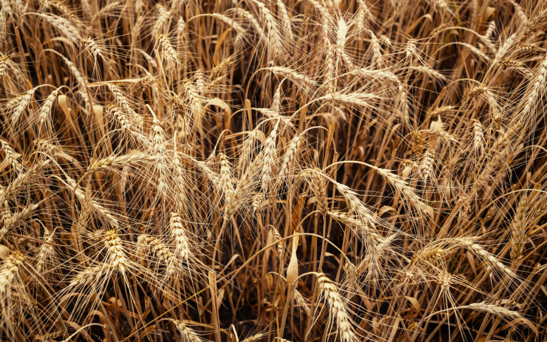 Cajamar, línea de financiación para agricultores y ganaderos por la sequía